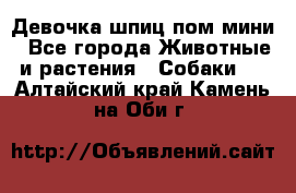 Девочка шпиц пом мини - Все города Животные и растения » Собаки   . Алтайский край,Камень-на-Оби г.